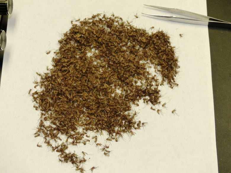 Dead mosquitoes taken from a trap.
